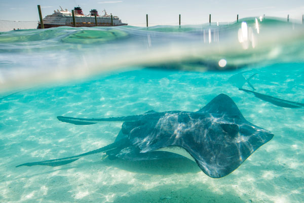 Arraia em Castaway Cay