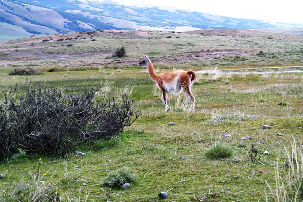 Patagônia de carro: Pq-Nacional-Torres-Paines-fauna-silvio