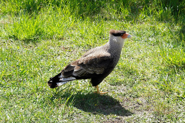 Patagônia de carro: PqNacional-Torres_del_Paine-aves-silvio