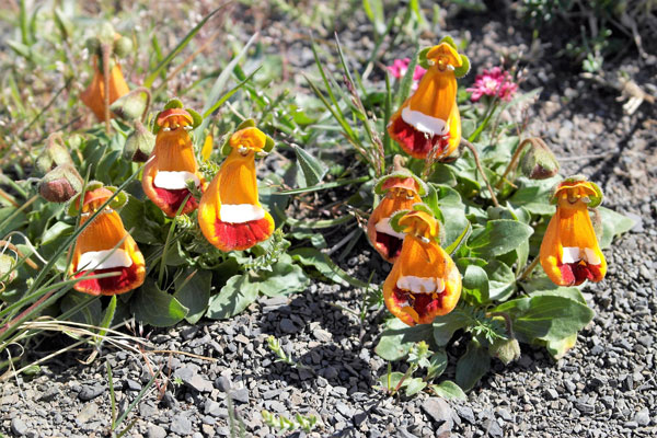 Patagônia de carro: PqNacional-Torres_del_Paine-flora-silvio