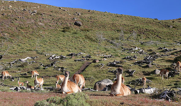 Guanaco