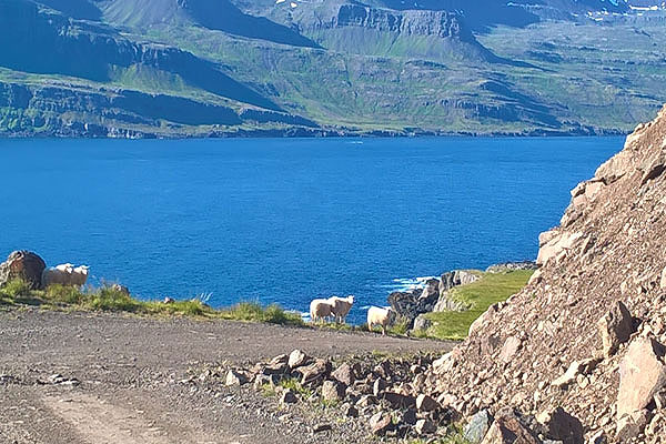 Islândia dicas: Ovelhas na Islândia
