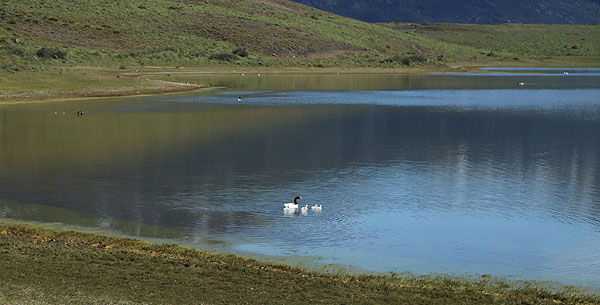 Observação de aves