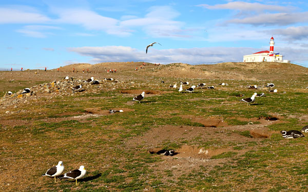 Isla Magdalena