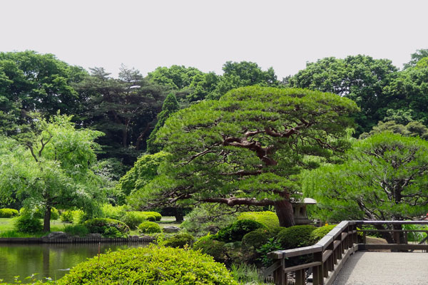 Tóquio zen Shijuku-Gyoen-jardim-japones-toquio-relato