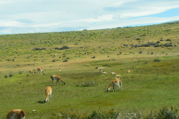 Torres del Paine pelo Circuito W