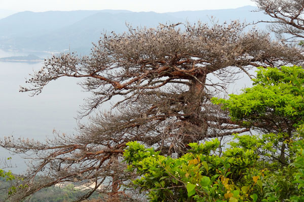 Vista-ilha-hiroshima-relato