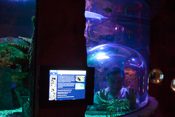I-Drive360_sea-life-capsula-dentro-aquario