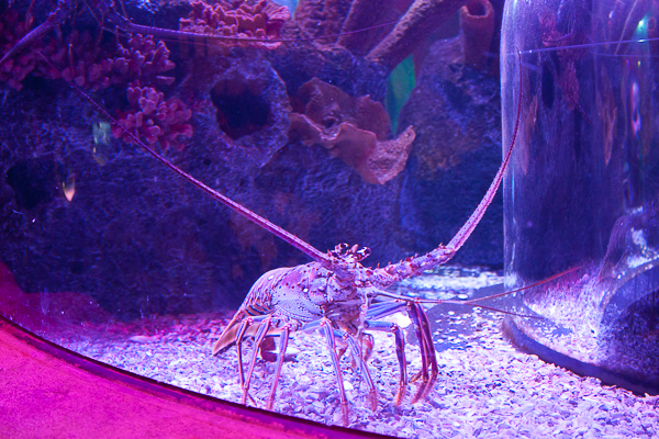 I-Drive360_sea-life-crustaceo