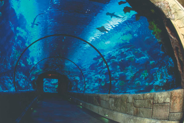 Mandalay_Bay_Shark_Reef_Aquarium_Tunnel-las-vegas