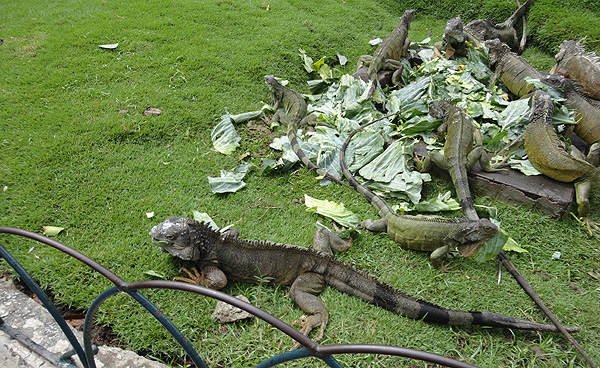roteiro equador guayaquil parque de las iguanas