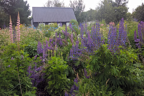 Akureyri-jardim-botanico-relato-mirna-islandia