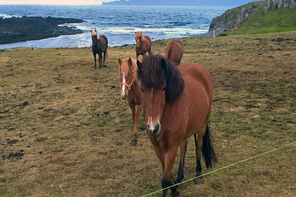 Islândia imperdível: cavalos puro-sangue islandeses