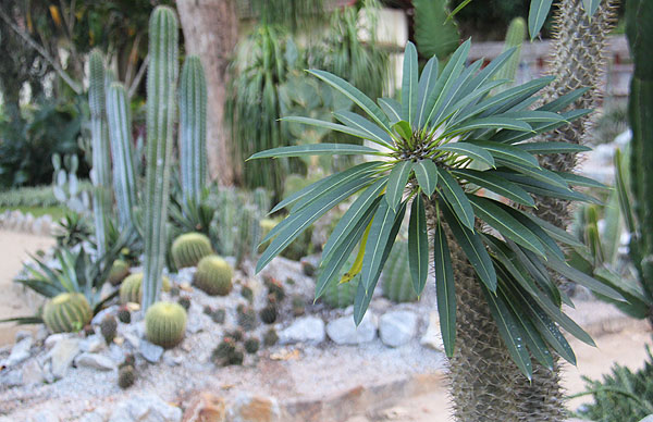 cactário jardim botânico do rio de janeiro