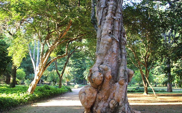 jardim botânico do rio de janeiro