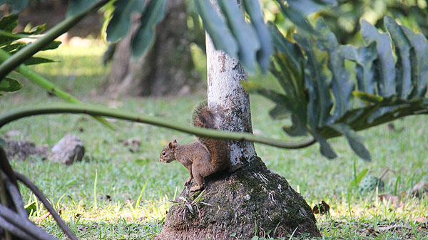 jardim botânico do rio de janeiro 