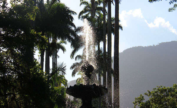 palmeiras imperiais jardim botânico do rio de janeiro