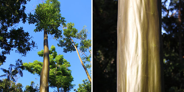 pau-mulato jardim botânico do rio de janeiro 