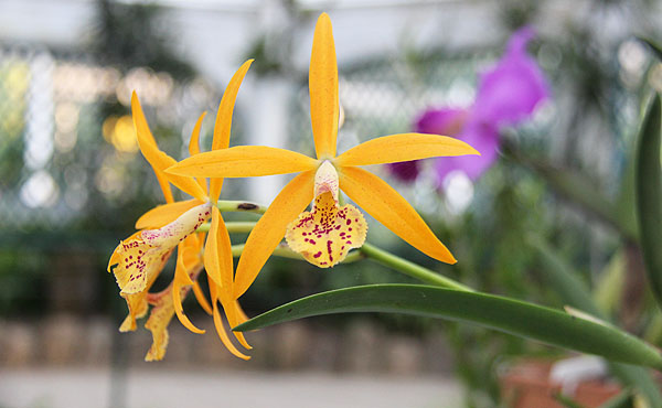 orquidário jardim botânico do rio de janeiro