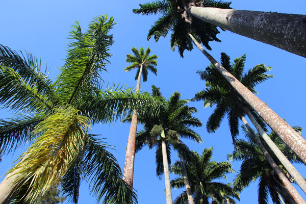 palmeira imperial jardim botânico do rio de janeiro