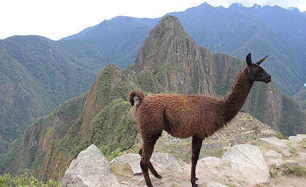 Machu Picchu