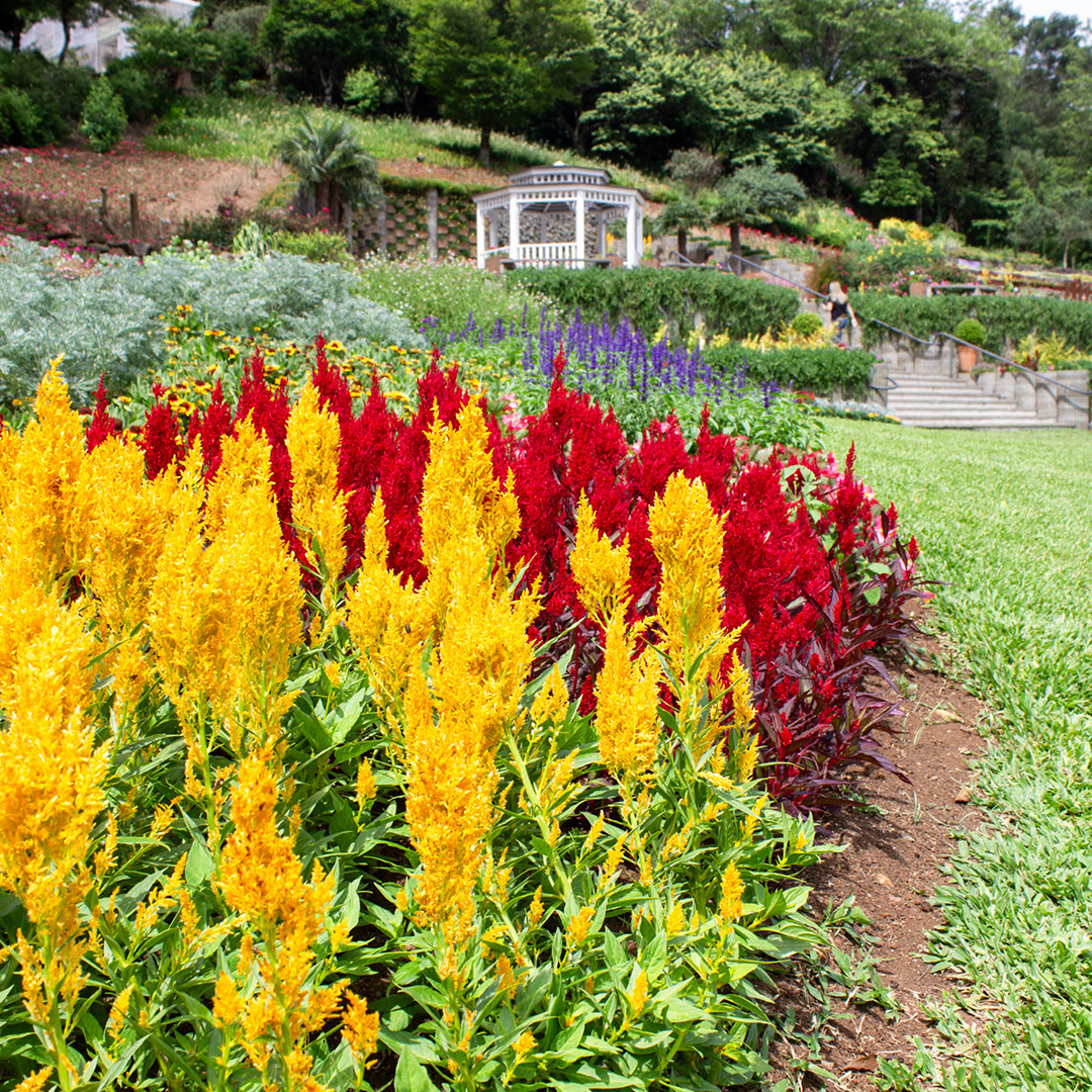 O que fzer em Gramado: Parque de Lavanda Le Jardin