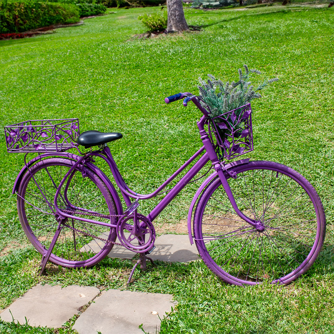 O que fzer em Gramado: Parque de Lavanda Le Jardin