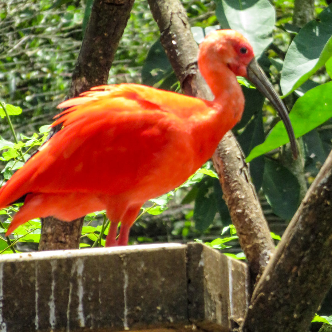 O que fazer em Gramado: Gramado Zoo