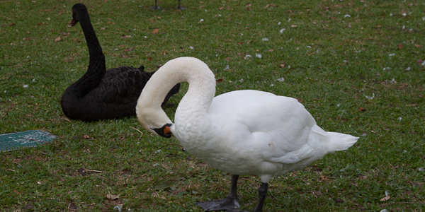 Lake Eola Park: cisne preto e branco