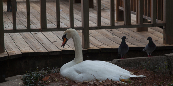 Lake Eola Park: cisne branco