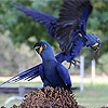 pantanal corumba