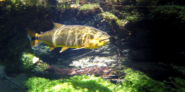 flutuação rio da prata bonito