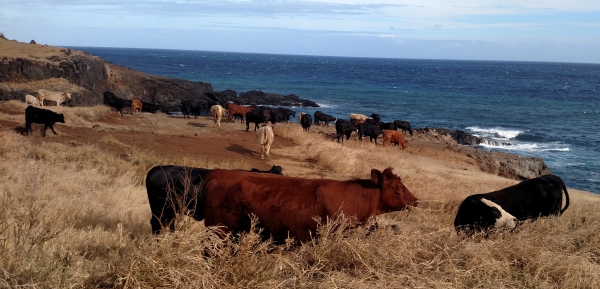 maui hana