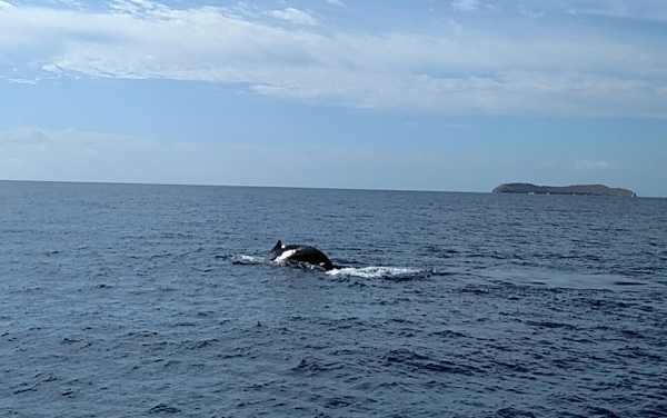 baleia molokini
