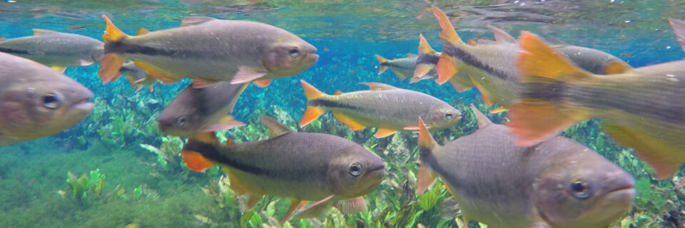 bonito flutuacao aquario