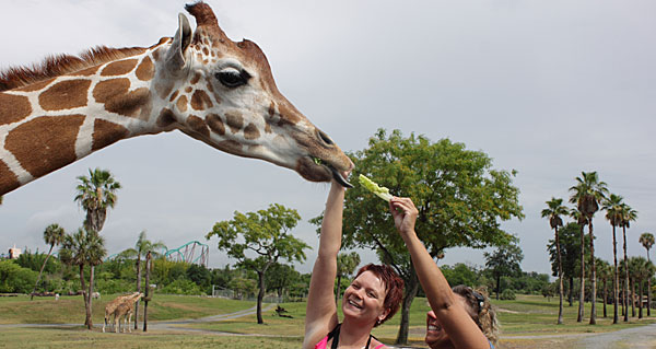 Orlando: o que fazer - Busch Gardens