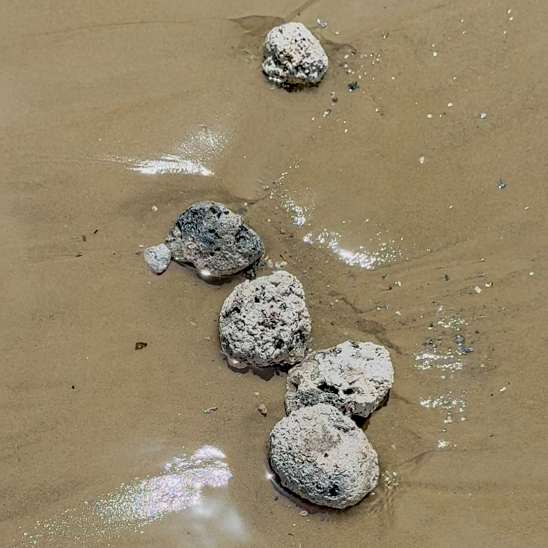 O que fazer em Natal 7 Rodolitos na praia de Ponta Negra