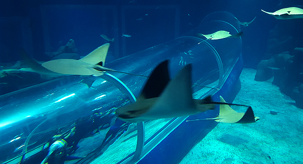 aquario rio de janeiro arraias