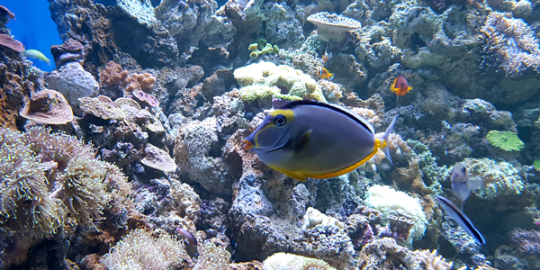 aquaRio rio de janeiro visita