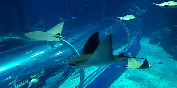 aquaRio rio de janeiro arraias