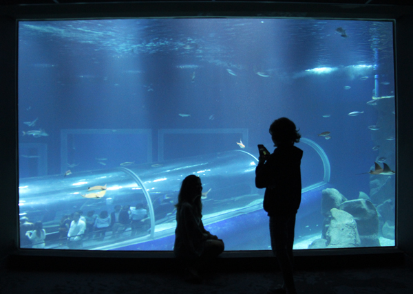 aquario rio de janeiro tanque oceanico