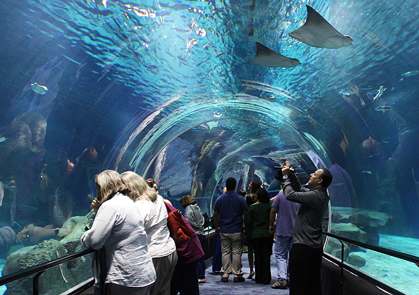 aquario rio de janeiro tunel 