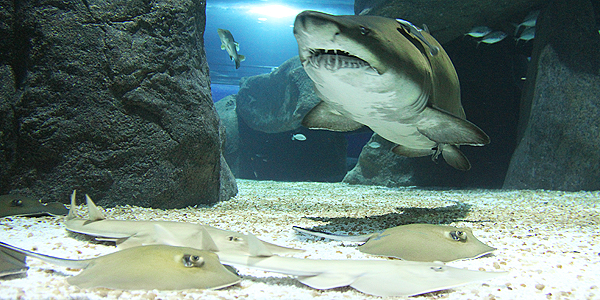 aquaRio rio de janeiro tubarao