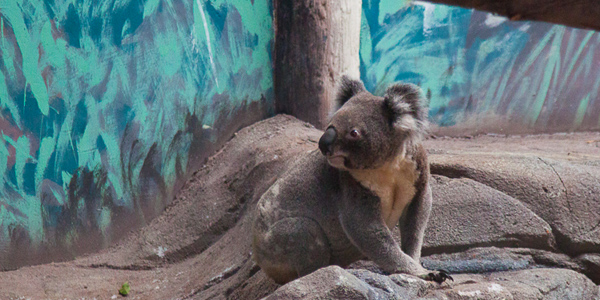 aquario-sao-paulo-coala
