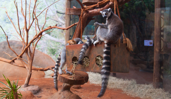 aquario-sao-paulo-lemures