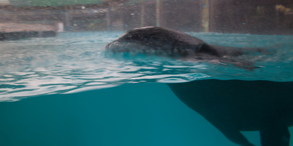 aquario-sao-paulo-lobo-marinho