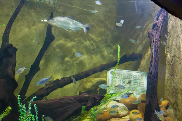 aquario-de-sao-paulo-nascente-tiete
