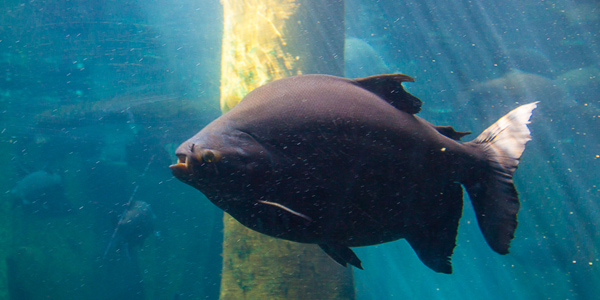 aquario-de-sao-paulo-peixe-grande