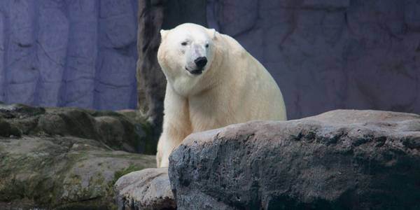aquario-sao-paulo-urso-polar