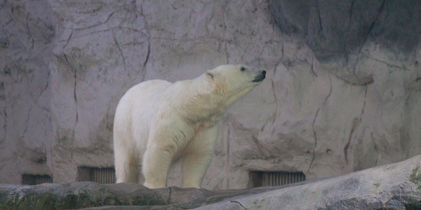 aquario-sao-paulo-urso-polar2